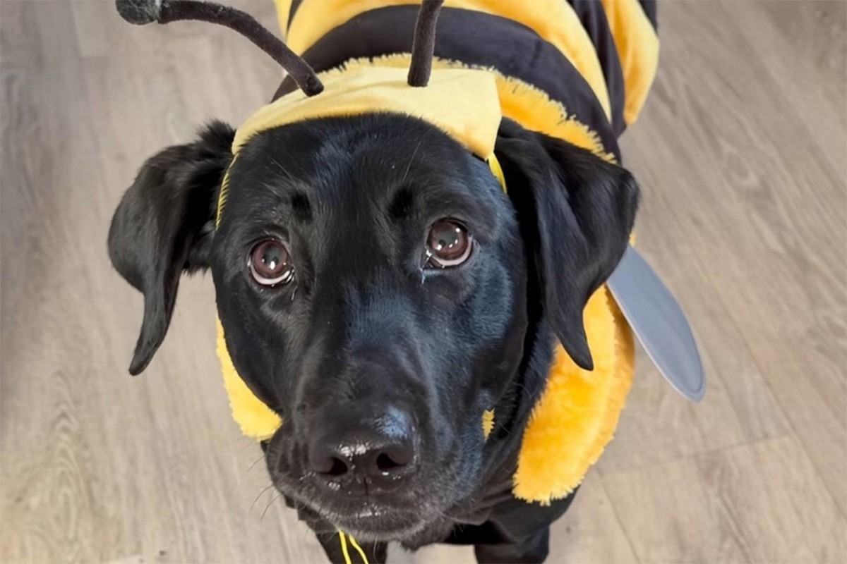Labradorica postala pčelica i oduševila internet (VIDEO)