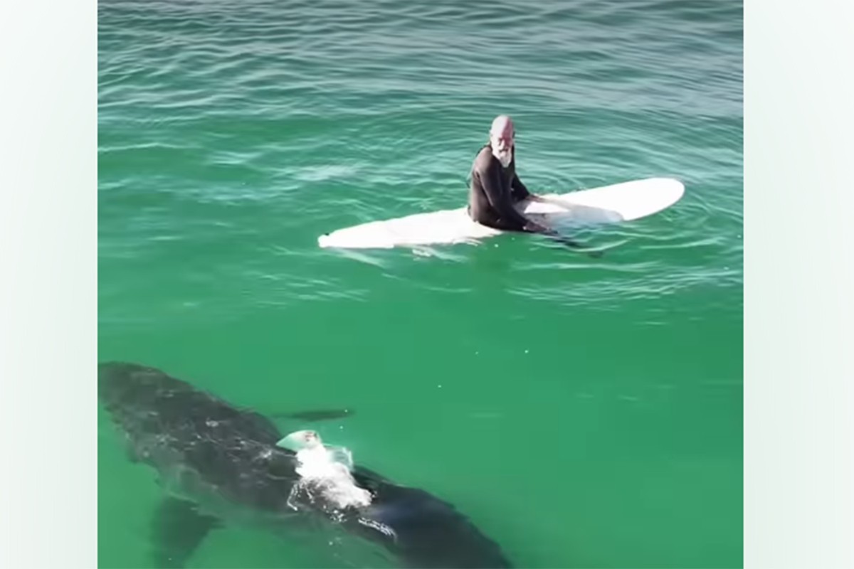Ogromna bijela ajkula prišla surferu s leđa: Sve snimio dron (VIDEO)