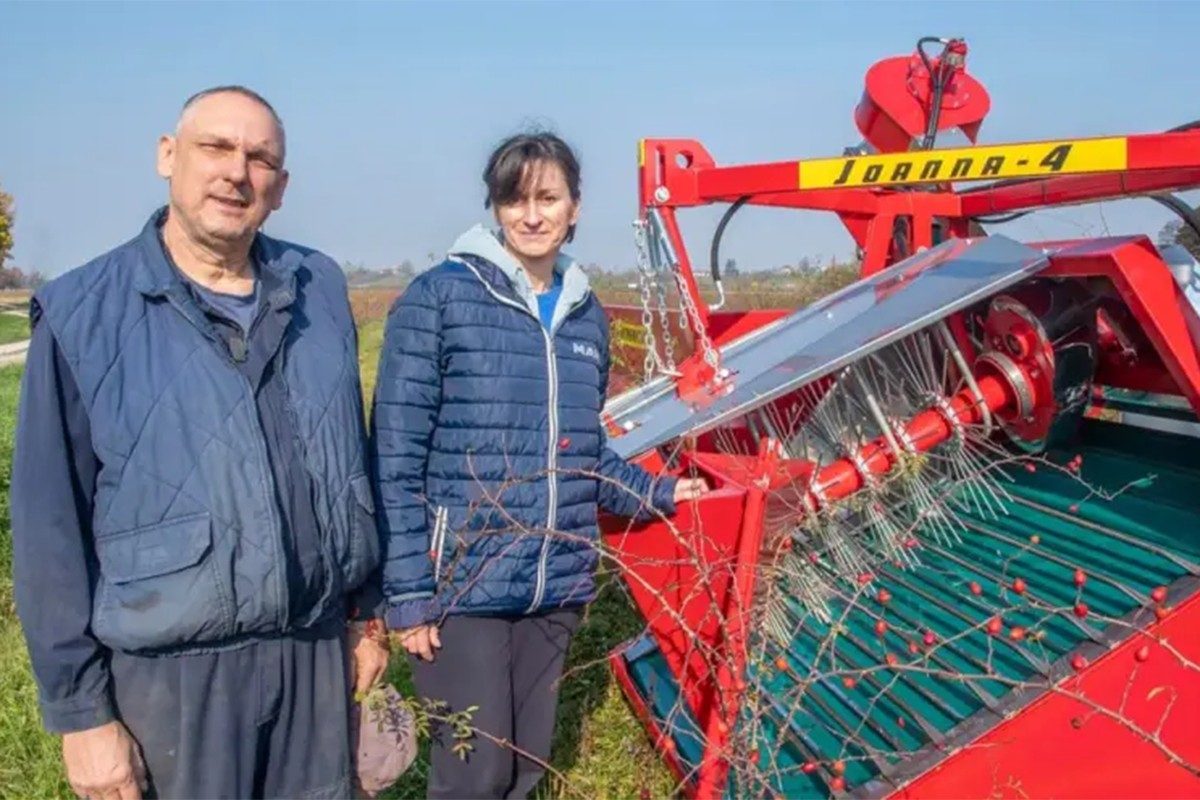 Napustili stočarstvo i počeli uzgajati šipak: Posao im procvjetao