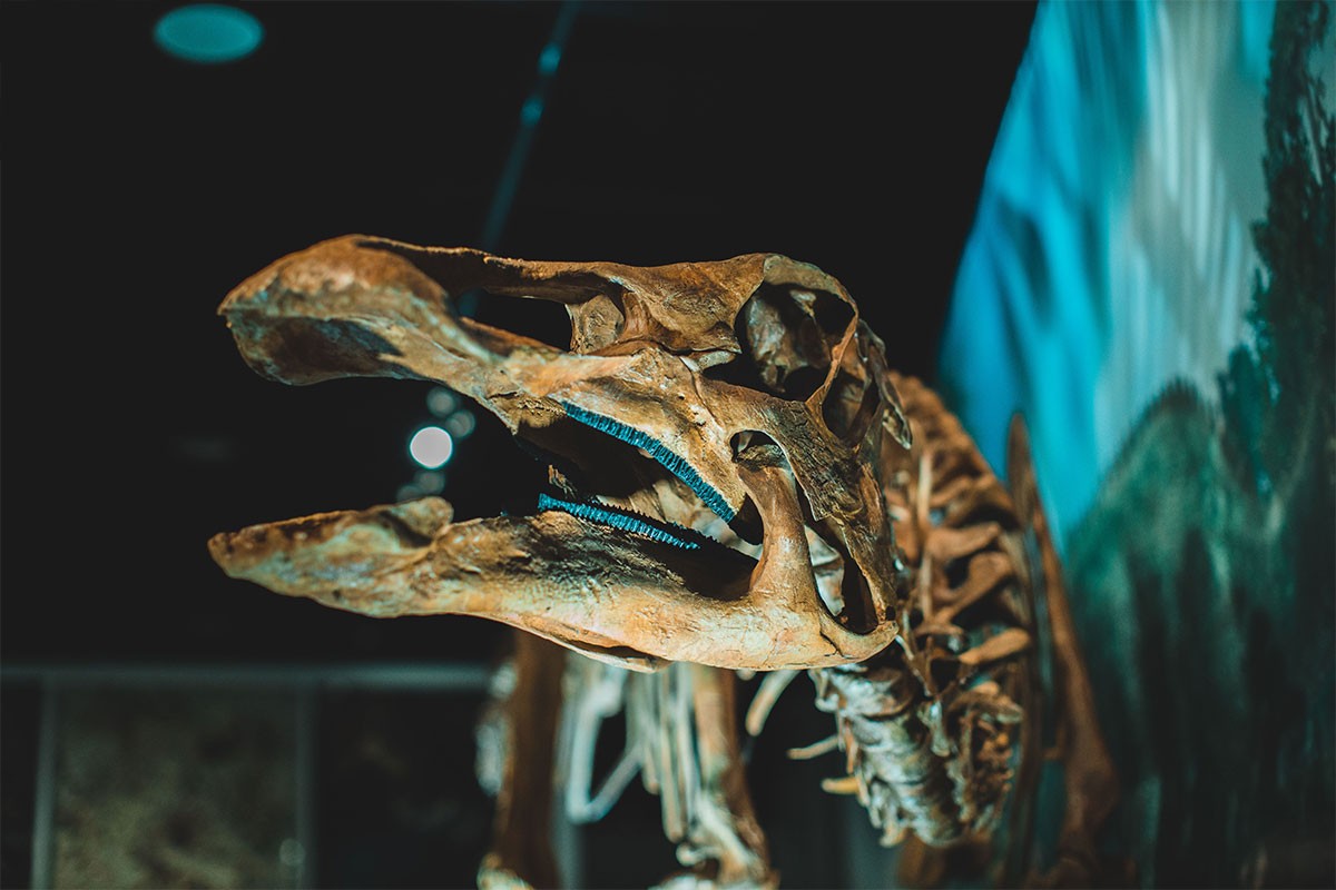 Otkriven fosil dinosaurusa koji je jeo voće